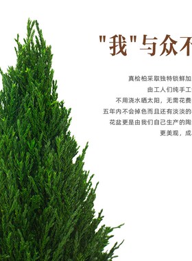 桌面绿植小摆件家居好物客厅餐桌办公室装饰上班工位情绪稳定神器