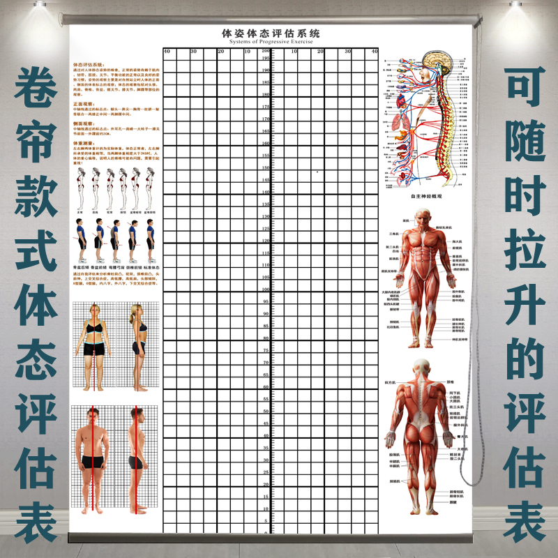 卷帘款体态评估表健身房瑜伽馆健身运G动体位体测图私教评估图定