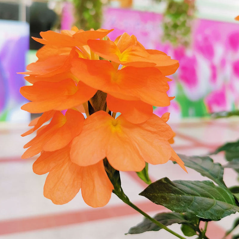 鸟尾花盆栽阳台庭院宿根多年生开花木本植物花期好养耐热工程花苗