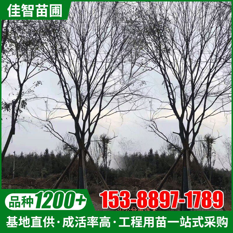 供应黄连木树苗绿化苗木黄连木乔木行道树园林植物黄连木树苗