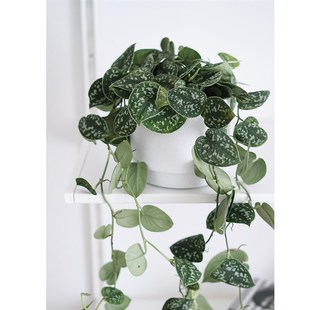 常绿植物 花叶绿萝 室内垂吊植物 小叶银斑葛 植物私生活