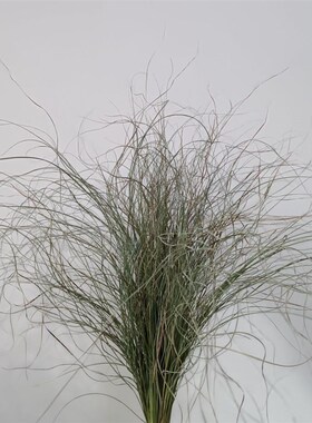 长枝仙女草细叶芒干花包花束小清新客厅装饰天然插花材料