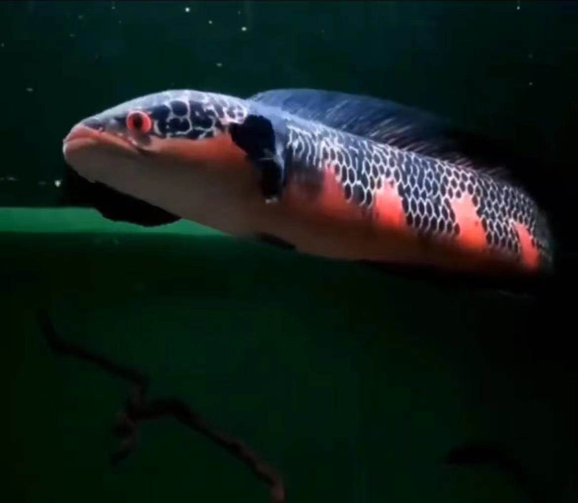 红帝王黑魔神红魔神泰国皇u室中加巴里托仙塔兰姆超红帝王雷龙鱼