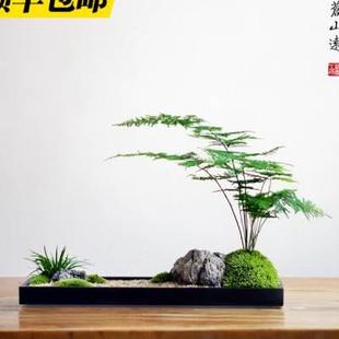 枯山藓水禅意盆景办公茶桌样品 苔日式 销桌文竹菖蒲新中式 新品