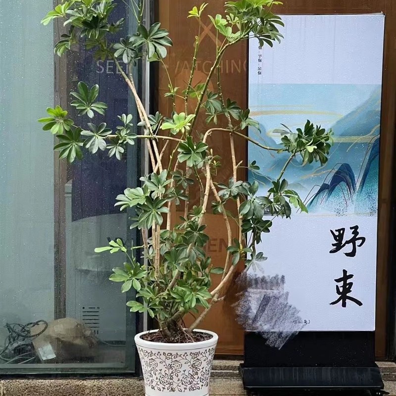 造型鸭脚木招财树八方来财大型盆栽绿植室内客厅办公室除甲醛植物