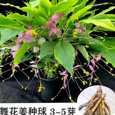 速发包邮荷彩舞花姜姜荷花种球庭院别墅花期超长热带花卉根球多年