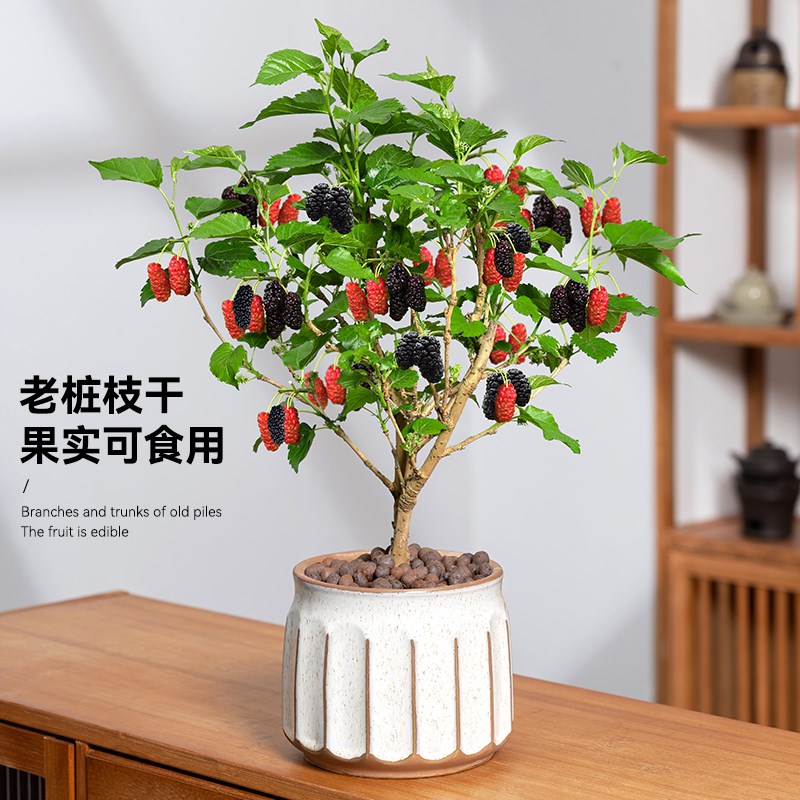 桑叶树盆栽桑葚树南北方食用花卉室外树叶果树苗果苗室内地栽现货