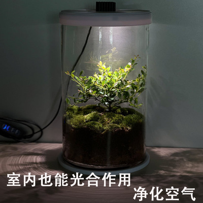 生态瓶创藓苔意微景观桌造盆栽青苔面景绿植生命之树办公室摆件灯