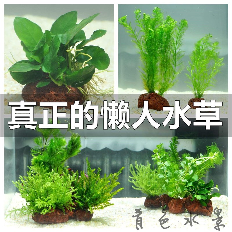 净化花草a鱼缸里的水草植物草热带鱼养生态缸冷水造景装饰套餐增