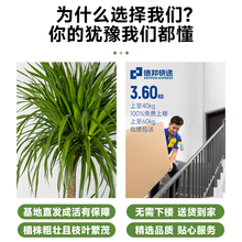 龙血树大型盆栽多头龙须树室内客厅龙铁树盆栽花卉植物办公室盆景