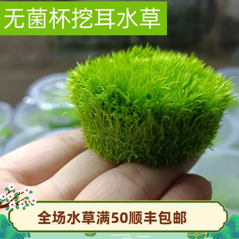 速发挖耳草鱼缸前景无菌杯水草椒草植物懒人草缸宫廷迷你矮珍珠血