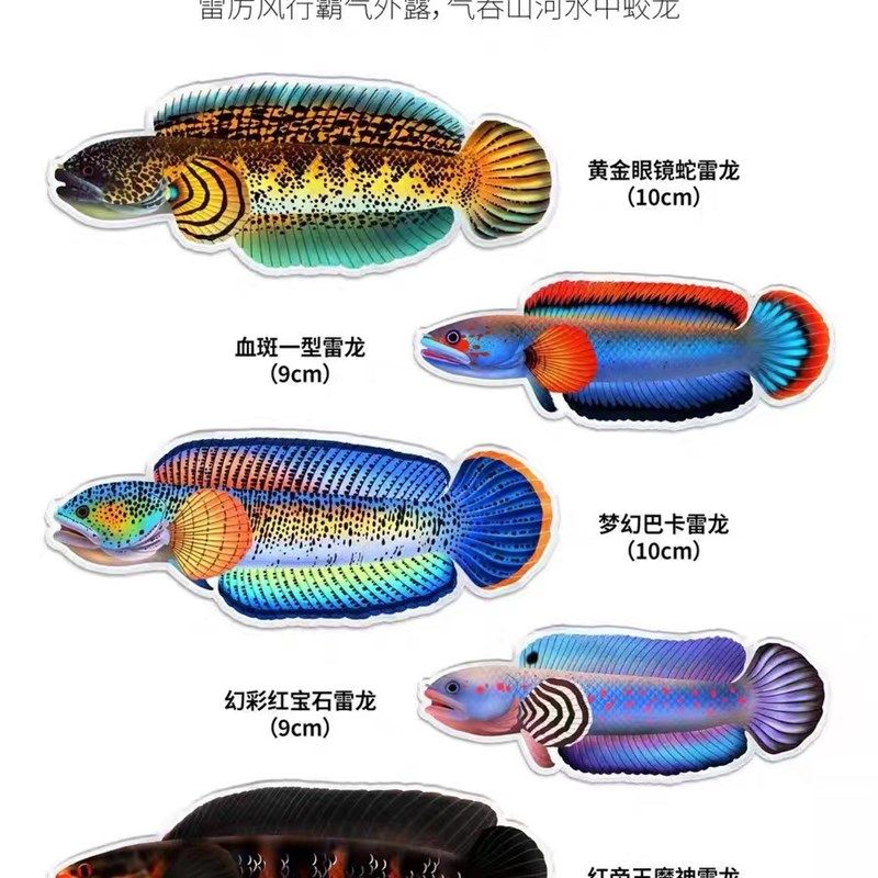 进口大铅笔鱼黑魔神黄魔神红帝王五彩雷龙鳢大型鱼雷龙鱼苗