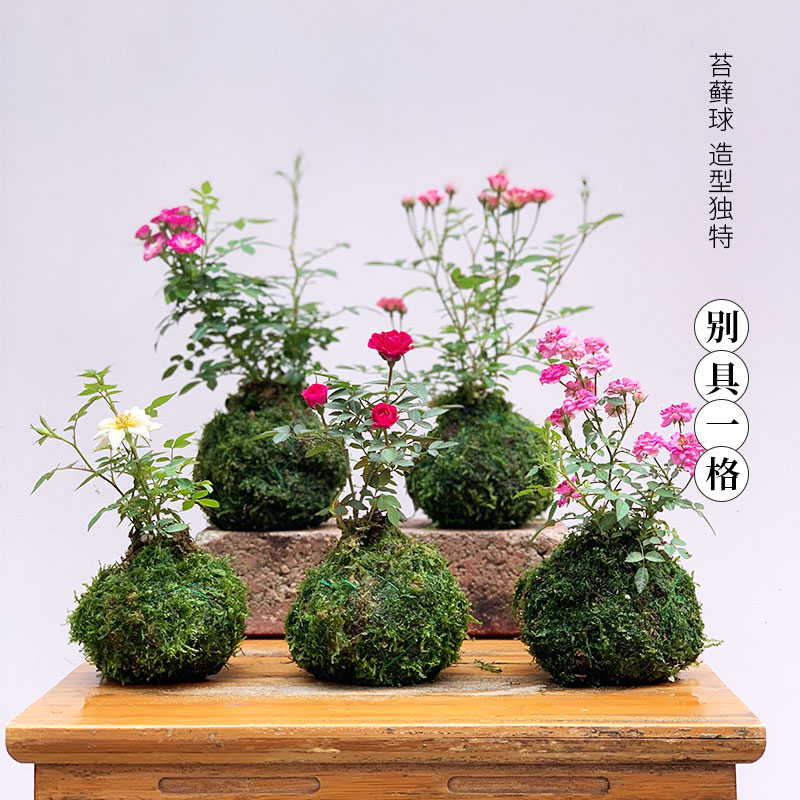 带花四季开花迷你超微型月季玫瑰姬月季苔藓球阳台窗台桌面绿花卉