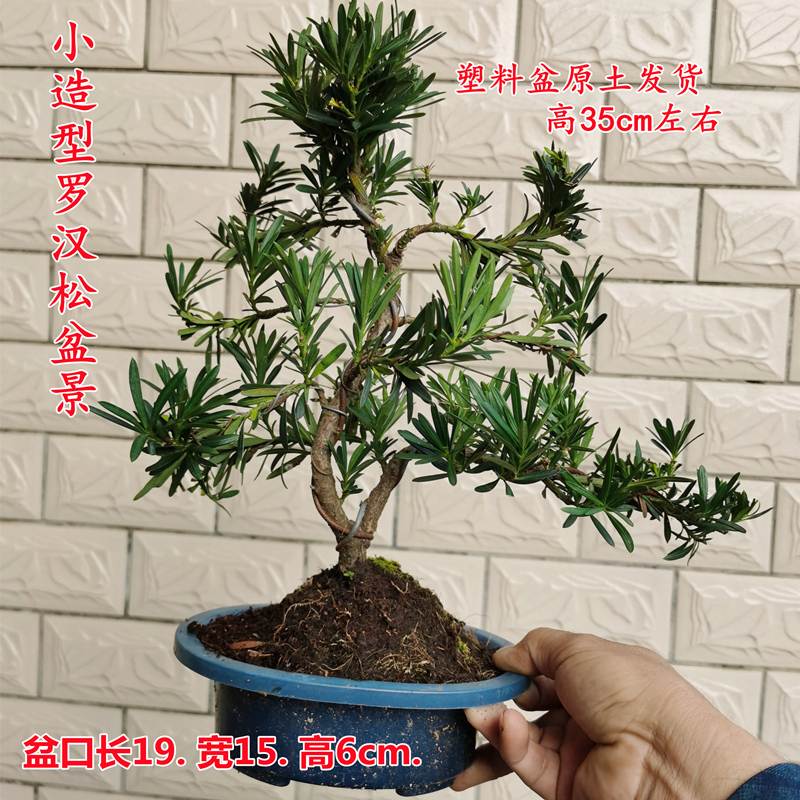 罗汉松盆栽老桩造型树雀舌 金钻小叶罗I汉松四季常青耐寒矮霸绿植