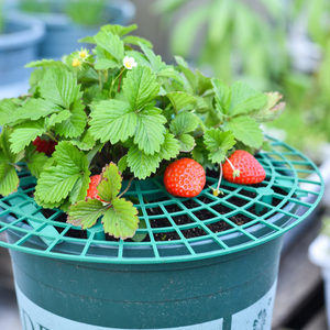 草莓支架阳台盆栽种植花盆种植防腐烂固定支撑托盘绿植果实支撑架