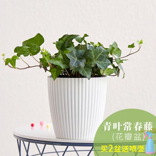 小众高货Ivy potted plant indoor purification air hanging orc