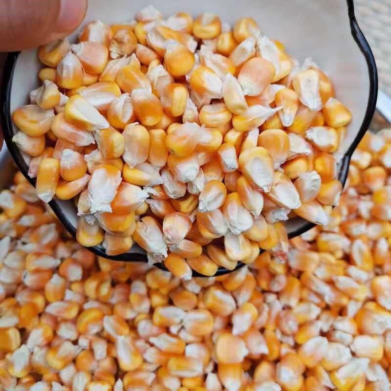 24年当季50斤新玉米粒喂鸡鸭猪吃的饲料干玉米粒鸽子鸟鸽子钓鱼