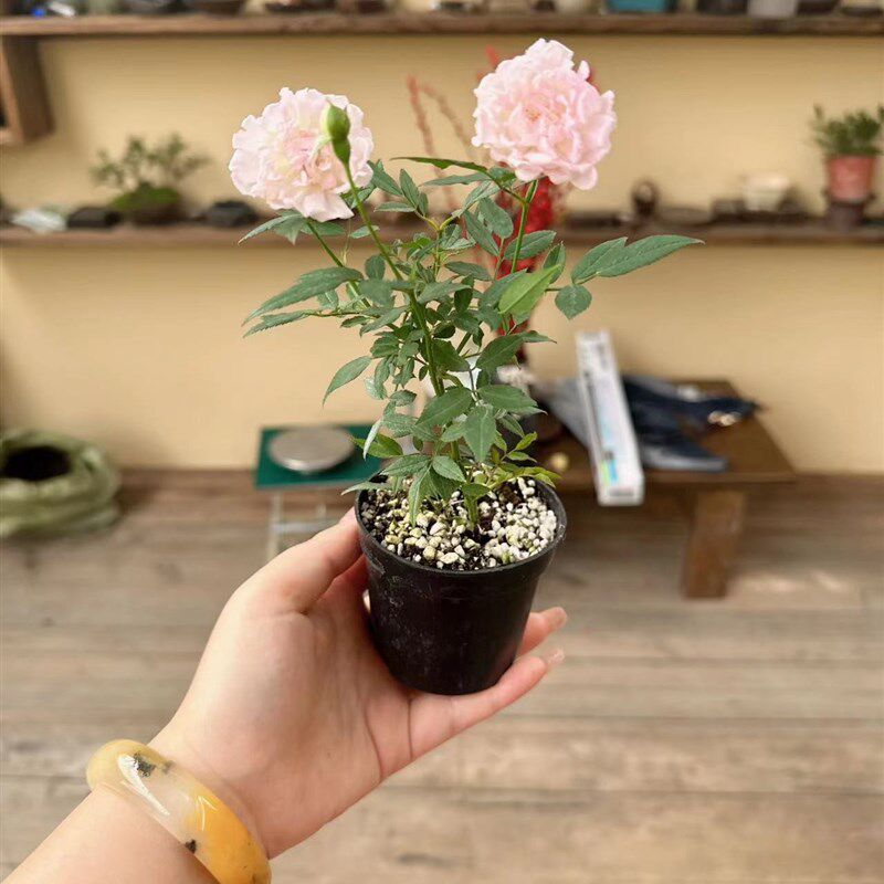 少女樱姬月季盆栽迷你创意花卉蔷薇窗台阳台庭院微型绿植攀援花