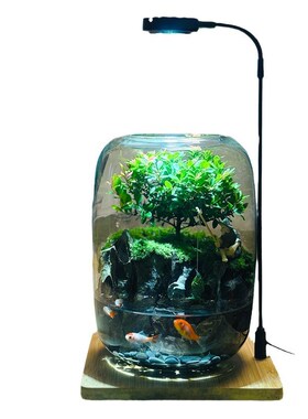 苔藓微景观生态瓶缸成品盆栽盆景成品造景赤楠绿植好养活桌面卧室
