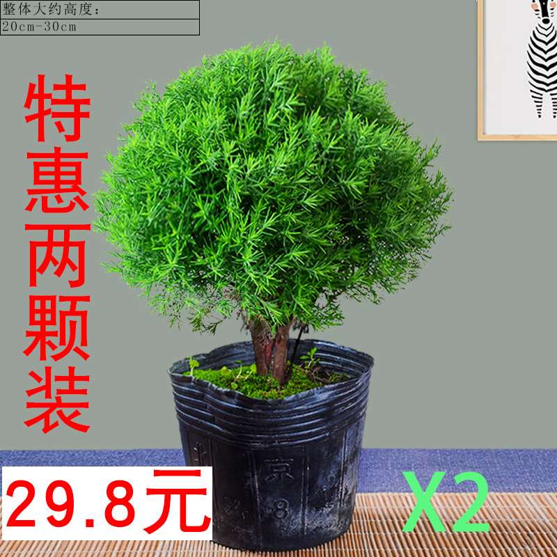 厂家+雾凇盆栽植物卉内室雾松盆景办C公室桌观花叶绿植吸甲醛易活