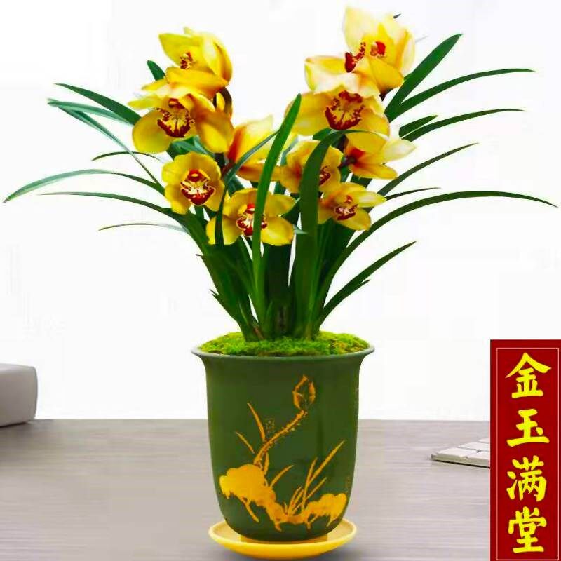 超香名贵兰花【金玉满堂】浓香大花朵盆栽室内花卉建兰绿植文心兰