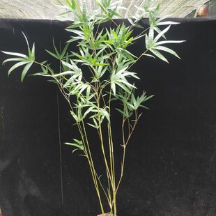 小琴丝竹竹杆带有线意,室内外办公室客厅阳台书房庭院办公桌观赏