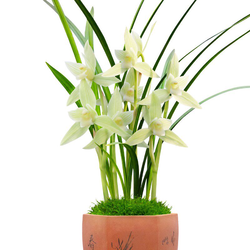 香草源春剑名品兰花天鹅素茶室阳台室内花卉绿植盆栽原生老种好养