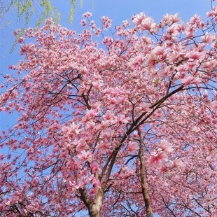 多色进口大花玉兰花树苗新贵品种木兰花玉灯荷韵黑郁金香星花金寿