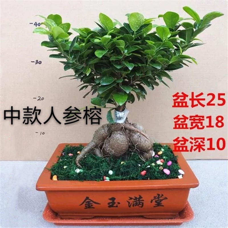 小众高货大型绿植金钱榕小叶榕树摇钱树人参榕S型老桩客厅四季常