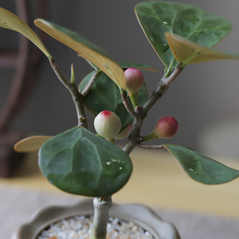 小盼菩提树盆栽植物室内禅意顿悟盆景办公室桌面好养净化空气绿植