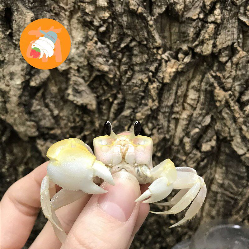 中华沙蟹可爱大眼睛沙蟹宠物寄居蟹混养小螃蟹懒人桌宠易养乾净