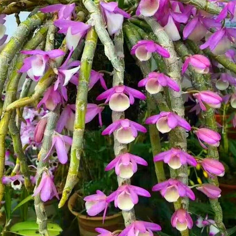 报春石斛 花香易养 花卉绿植盆栽板植观赏附生兰吊兰洋兰粉色花香 鲜花速递/花卉仿真/绿植园艺 时令草本花卉 原图主图