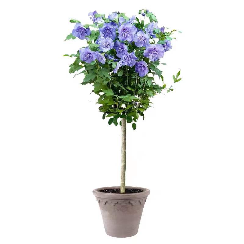 蓝莓冰沙重瓣木槿蓝紫色棒棒糖树桩木槿花苗盆栽阳台庭院多花耐寒