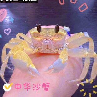 网红稀罕冷门小宠物沙蟹海洋螃蟹宠物寄居蟹懒人养宠物学生孩子养