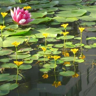 一叶莲黄花荇菜苗 莕菜养鱼龟虾缸造景观微 水草浮V萍水生水培植