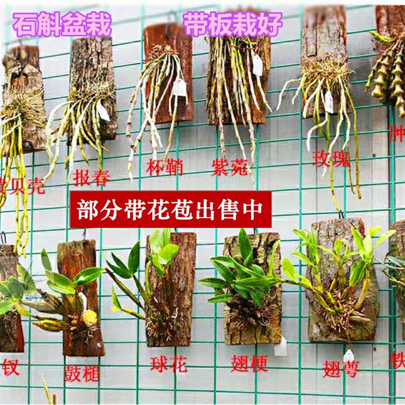 速发石斛盆栽 带花苞  带板栽好 铁皮鼓槌金钗叠鞘石斛兰花卉绿植