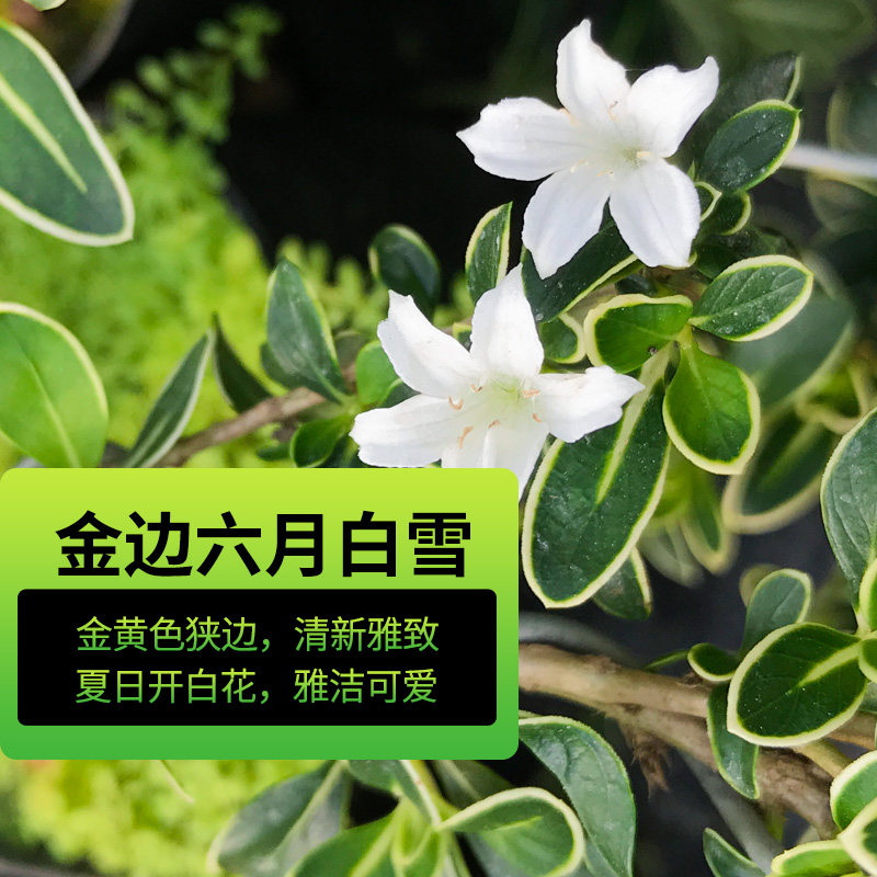 工厂销提根六月雪超大盆景老x桩卧式六月雪室内客厅植物盆栽悬崖
