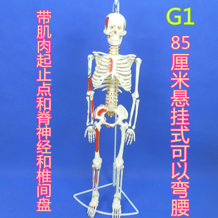 现货速发成人骨架模型45cm85cm人体骨骼模型全身脊椎骨骼脊柱模型