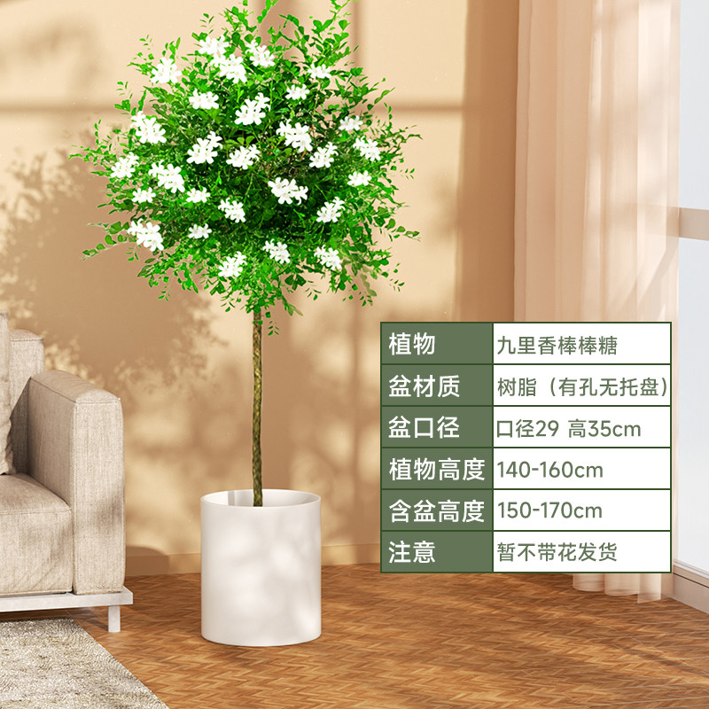 独杆九里香棒棒糖老树桩盆栽花卉绿植室内阳台观赏浓香型四季开花