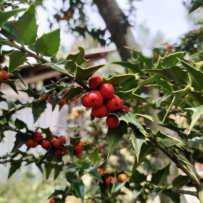 米叶枸骨有刺枸骨小叶小老桩常绿长青的观果观叶的小微型盆景盆栽