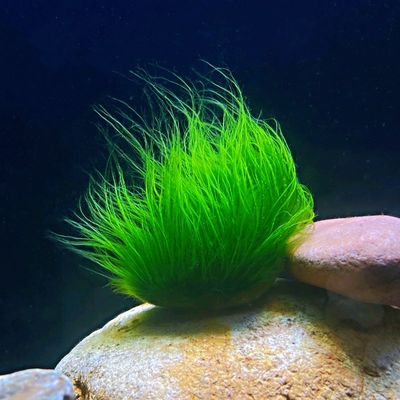 速发长绒藻短绒藻绿藻种水藻鱼缸引种藻种藻源水草造景绿藻球藻石
