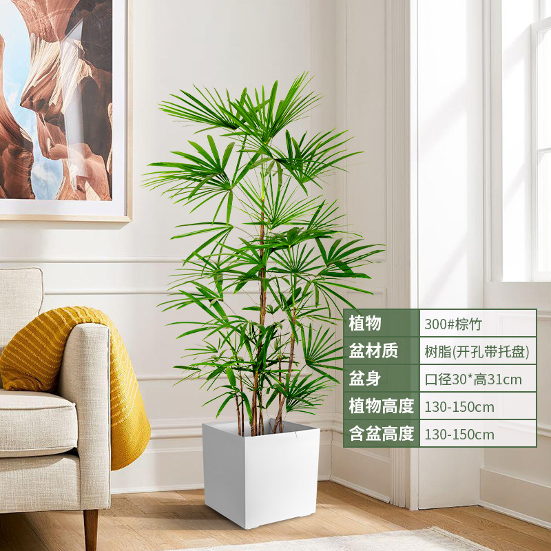 小叶棕竹客厅绿植室内落地真花大盆栽办公室网红大型植物四季花卉