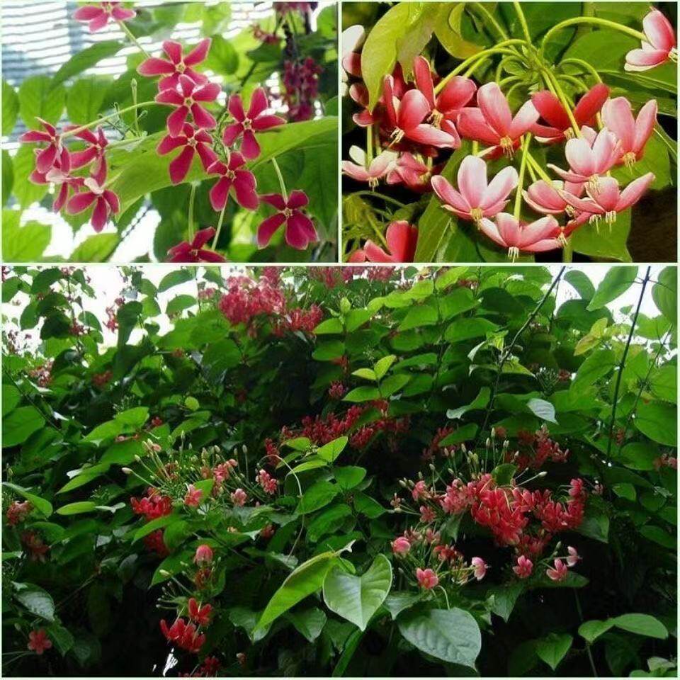 使君子爬藤植物四季开花浓香驱蚊攀爬绿植重瓣花s卉阳台水君子花