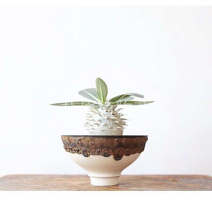 【朴原】象牙玉 pachypodium eburneum 盆栽绿植阳w台景观块根多