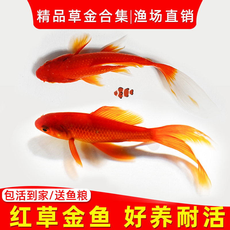 现货小金鱼活鱼草金鱼冷水锦鲤鱼红鲫鱼苗观赏好养耐活.龙鱼龟活