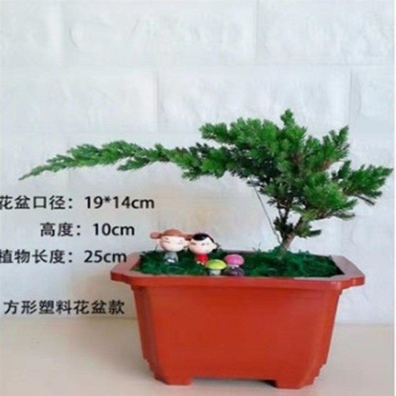 迎客松盆景真树罗汉松盆景真树四季青植物松柏盆景地柏盆景室内外