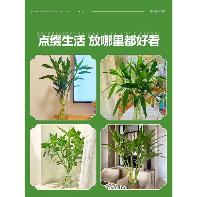 富贵竹水培植物竹子盆栽带根水养室内客厅绿植四季好养花卉粗杆冬