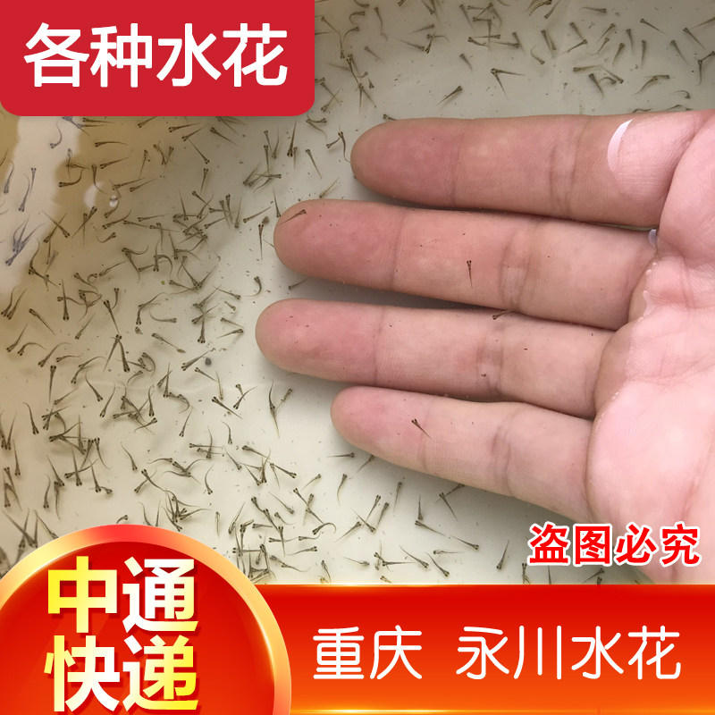 速发重庆花鲢大头鱼苗小鱼苗大鱼苗半斤一斤淡水胖头活体鱼苗鳙鱼