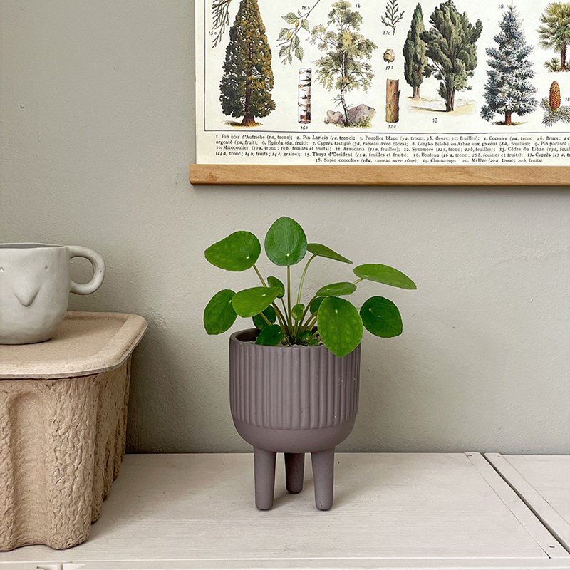 植物私生活镜面草西瓜皮椒草小型可爱办公室卧室桌面绿植盆栽-封面