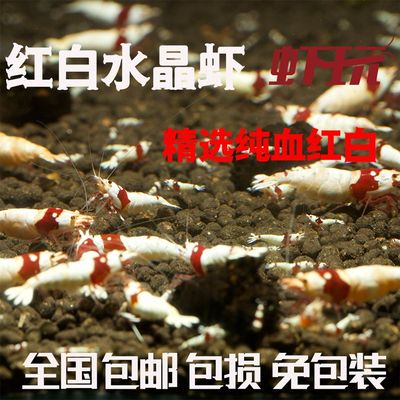 红白水晶虾精选纯血观赏虾米虾除藻虾草缸淡水虾冷水虾自繁殖包邮